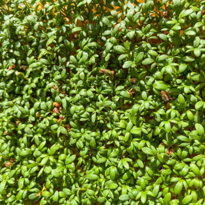 BIO Žerucha Sprint - Lepidium sativum - bio semená - 120 ks