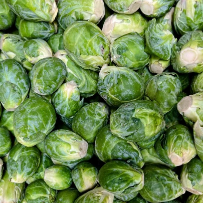 BIO Kel ružičkový Dagan F1 - Brassica oleracea - bio semená - 20 ks