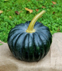 BIO Tekvica Black Futsu - Cucurbita moschata - bio semená - 7 ks