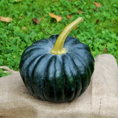 BIO Tekvica Black Futsu - Cucurbita moschata - bio semená - 7 ks