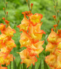 Gladiola Sunshine - Gladiolus - cibuľoviny - 3 ks