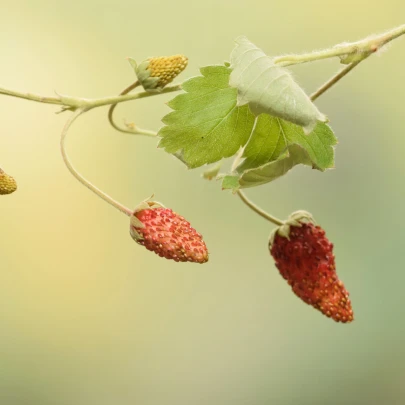 Jahodník lesný Mignonette - Fragaria vesca - semená - 15 ks