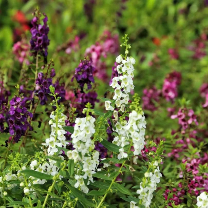 Angelónia zmes farieb - Angelonia angustifolia - semená - 6 ks