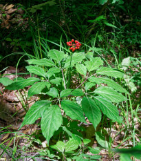 Ženšen pravý - Panax ginseng - semená - 2 ks