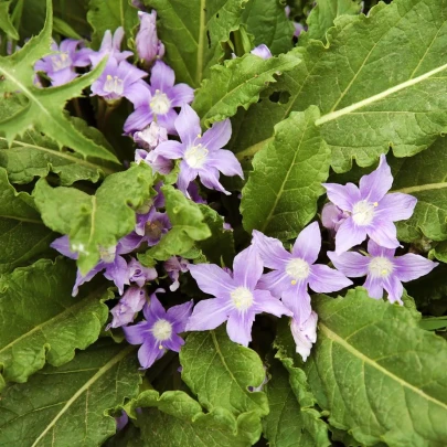 Mandragora lekárska - Mandragora officinalis - semená - 6 ks