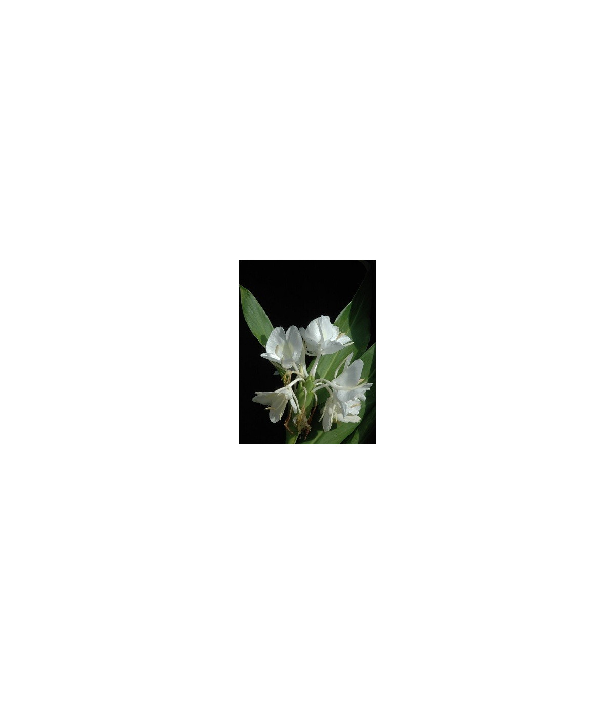 Biely zázvor - Hedychium coronarium - semená - 4 ks