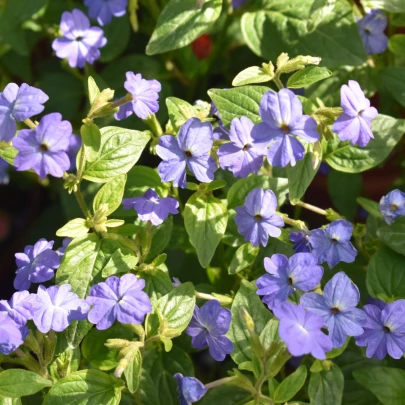 Brovália americká Blue Lady - Browallia americana - semená - 20 ks