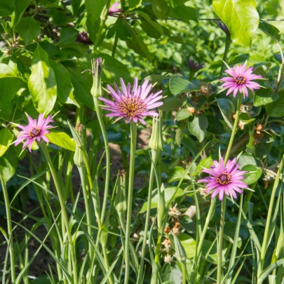 Kozobrada fialová - Tragopogon porrifolius - semená - 90 ks