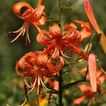 Ľalia Tigrinum - Lilium - cibuľoviny - 1 ks