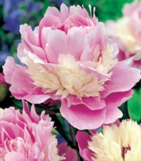 Pivónia Sorbet - Paeonia - cibuľoviny - 1 ks