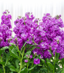 Fiala Hot cakes - Matthiola incana - semená - 40 ks