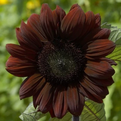 Slnečnica ročná Claret F1 - Helianthus annuus - semená - 10 ks