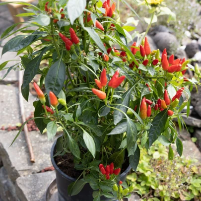 Chilli Thai Hot Birds Eye - Capsicum annuum - semená - 6 ks