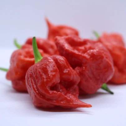 Chilli Apocalypse Red - Capsicum chinense - semená - 5 ks