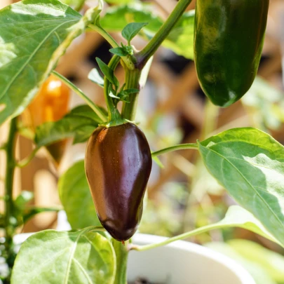 Chilli Jalapeno Brown - Capsicum annuum - semená - 5 ks