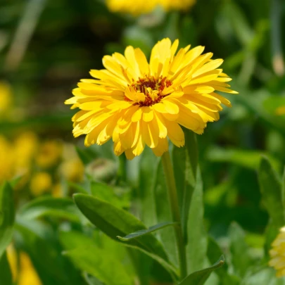 Nechtík lekársky Bon Bon žltý - Calendula officinalis - semená - 20 ks