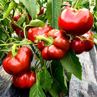 Paprika Topepo Rosso - Capsicum annuum - semená - 20 ks