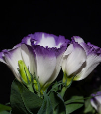 Eustoma Blue Rim F1 - Eustoma grandiflorum - semená - 12 ks