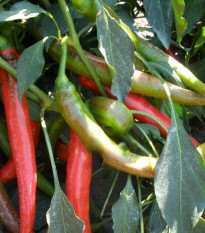 Paprika Pálivec - Capsicum annuum - semená - 20 ks