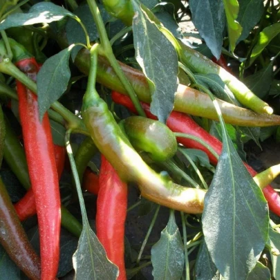 Paprika Pálivec - Capsicum annuum - semená - 20 ks