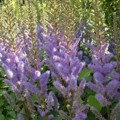 Astilba Pumila - Astilbe - cibuľoviny - 1 ks