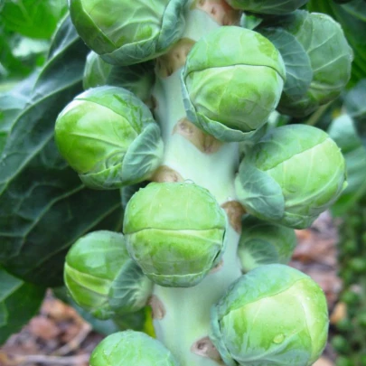 BIO Kel ružičkový Neptuno F1 - Brassica oleracea - bio semená - 20 ks