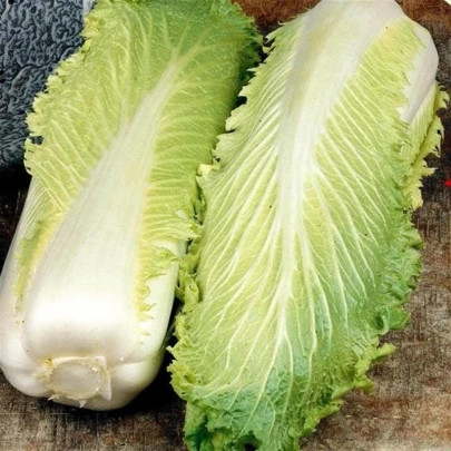 BIO Kapusta Granat - Brassica rapa pekinensis - bio semená - 100 ks