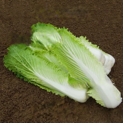 BIO Kapusta Granat - Brassica rapa pekinensis - bio semená - 100 ks