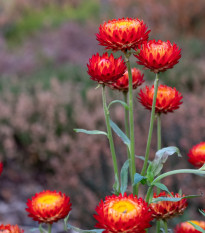 Slamienka Scarlet - Helichrysum bracteatum - semená - 500 ks