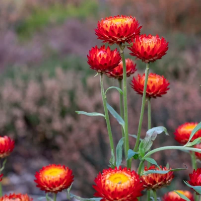 Slamienka Scarlet - Helichrysum bracteatum - semená - 500 ks