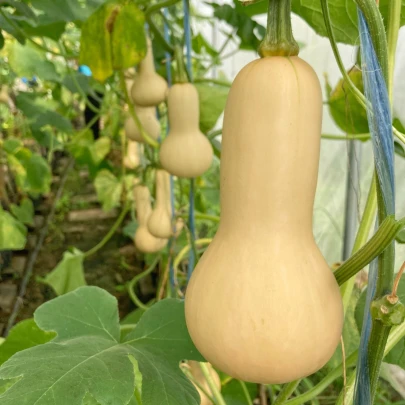 Tekvica maslová Butternut - Cucurbita moschata - semená - 6 ks