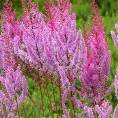 Astilba čínska ružová - Astilbe chinensis var. pumila - semená - 10 ks