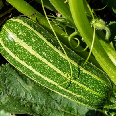 Cuketa Bush Baby F1 Marrow - Cucurbita pepo - semená - 6 ks