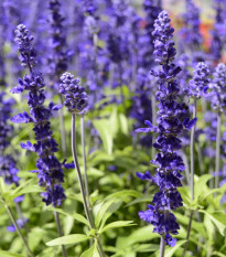 Šalvia hájna Westfriesland - Salvia nemorosa - semená - 20 ks