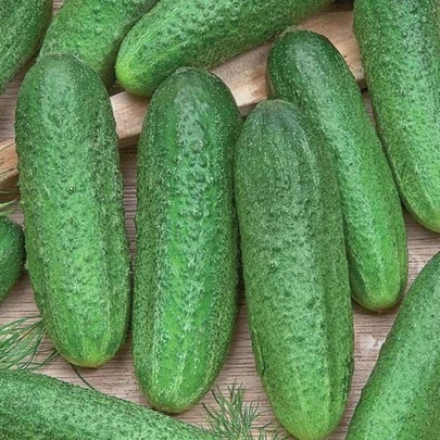 Uhorka Profi F1 - Cucumis sativus - semená - 15 ks