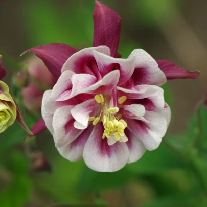 Orlíček Winky Red White Double - Aquilegia - prostokorenené sadenice - 1 ks