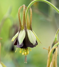 Orlíček Chocolat Soldier - Aquilegia - prostokorenené sadenice - 1 ks