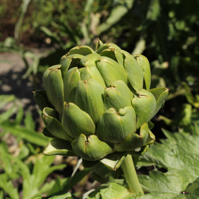 BIO Artičoka Imperial - Cynara cardunculus - bio semená - 10 ks