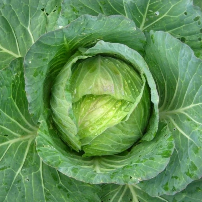 Kel hlávkový Predzvesť - Brassica oleracea var. Sabauda - semená - 100 ks