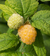 Maliník žltý - Rubus idaeus - jednoducho korenené sadenice - 2 ks