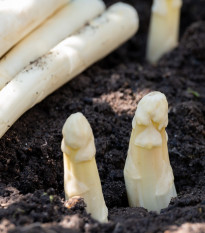 Špargľa lekárska Argenteuil na bielenie - Asparagus officinalis - semená - 15 ks