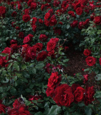 Ruža veľkokvetá kríková tmavočervená - Rosa - jednoducho korenené sadenice - 1 ks