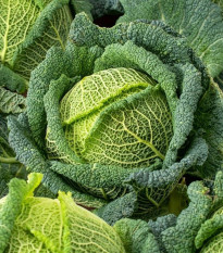 Kel hlávkový Blistra F1 - Brassica oleracea - semená - 35 ks