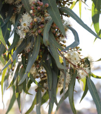 Eukalyptus Lemon Bush - Blahovičník - Eucalyptus gunnii - semená - 10 ks