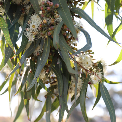 Eukalyptus Lemon Bush - Eucalyptus gunnii - semená - 10 ks