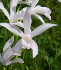 Orchidea vzpriamená biela - Bletilla striata albumu - cibuľoviny - 1 ks