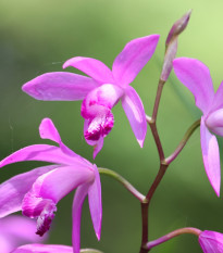 Orchidea vzpriamená ružová - Bletilla striata pink - cibuľoviny - 1 ks