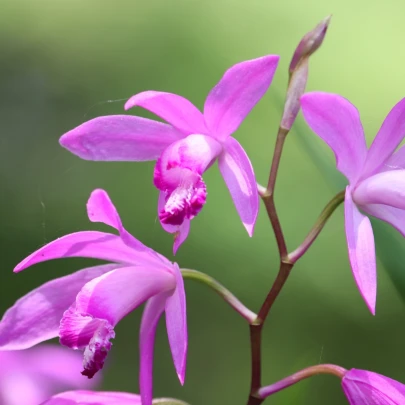 Orchidea vzpriamená ružová - Bletilla striata pink - cibuľoviny - 1 ks