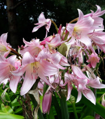 Krinum Powellii ružový - Crinum Powellii rosea - cibuľoviny - 1 ks