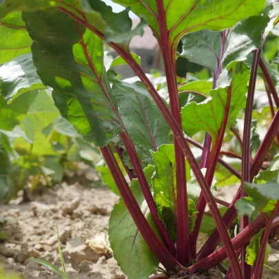 Rebarbora Holsteiner Blut - Rheum rhabarbarum - jednoducho korenené sadenice - 1 ks